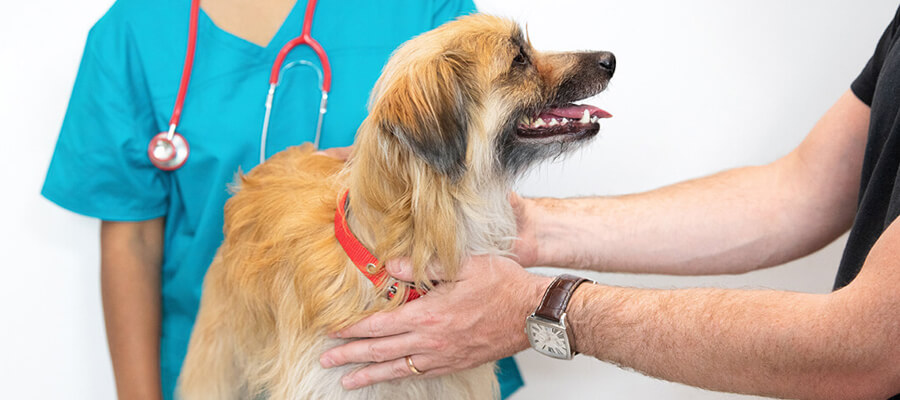 How to Choose the Right Vet for Your Dog